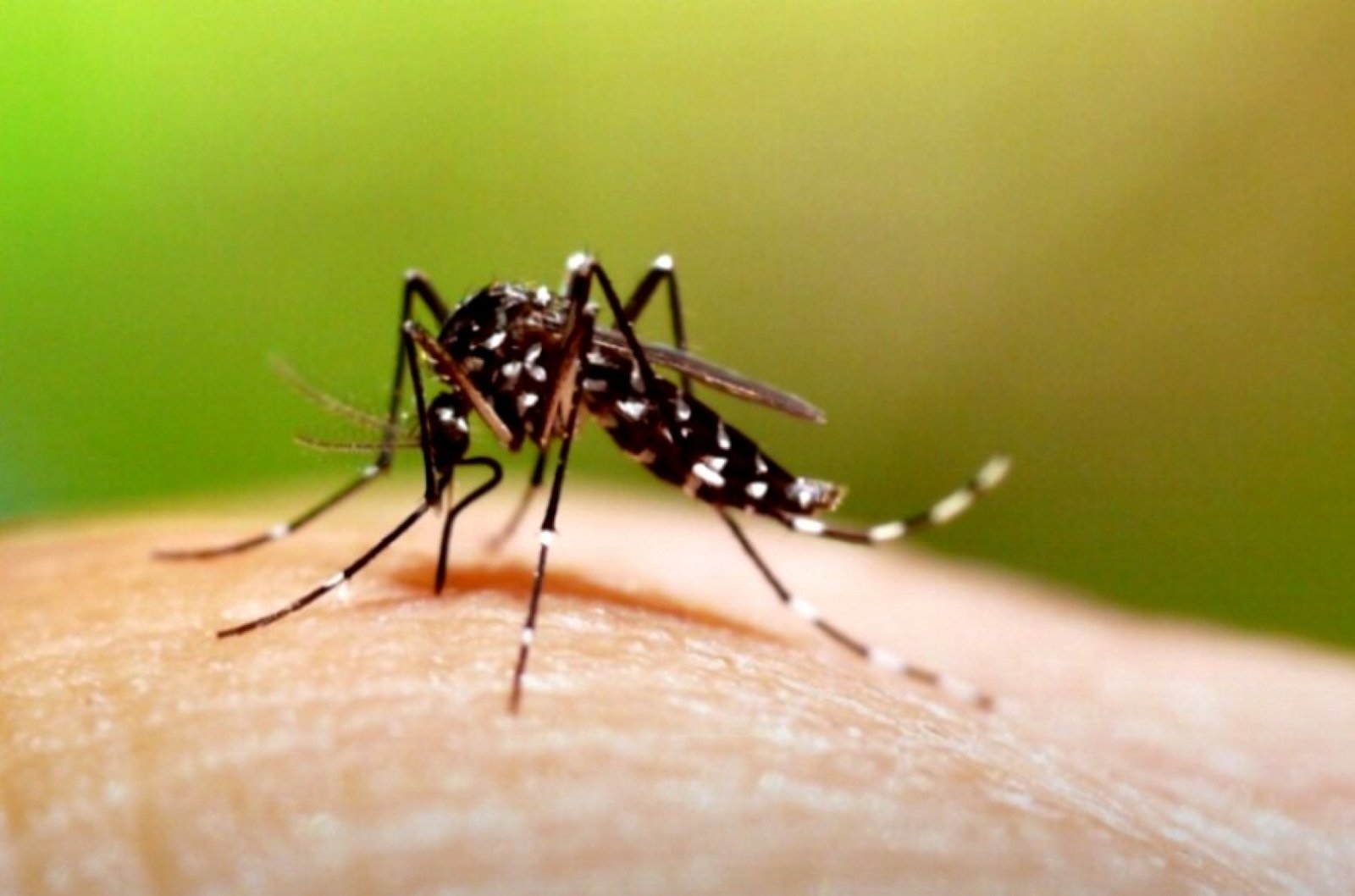 Montenegro contabiliza casos de Dengue