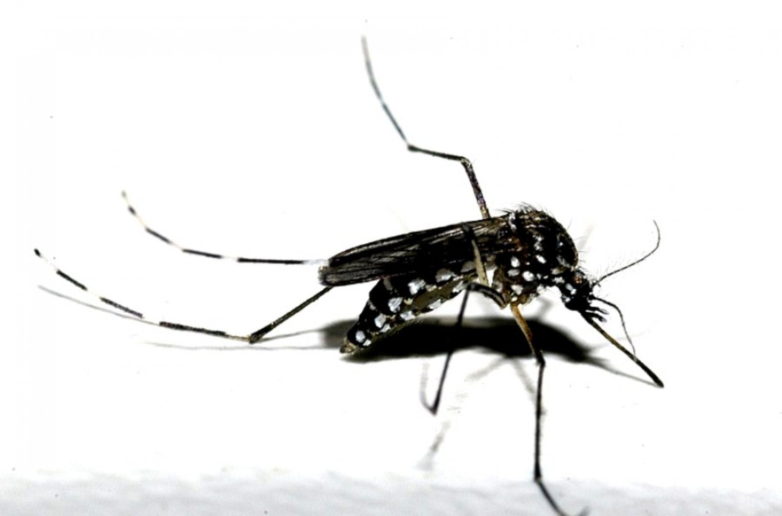 Secretaria da Saúde emite alerta para situação crítica de dengue