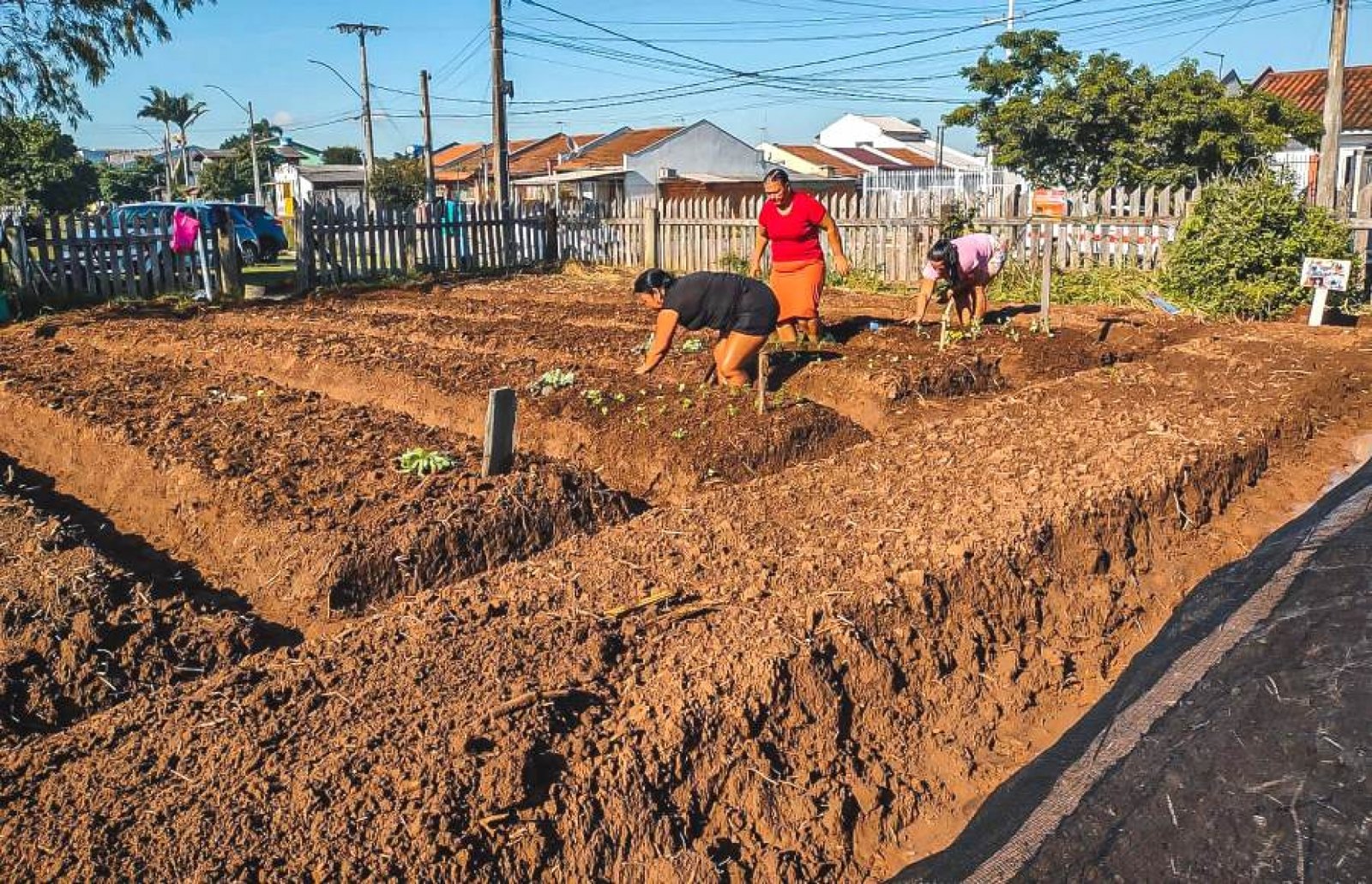 Replantio de hortaliças orgânicas na Horta Comunitária