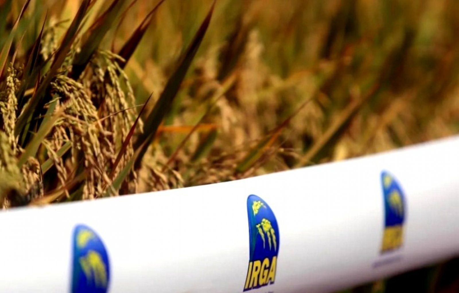 Irga apresenta estimativa para safra de arroz 2022-2023