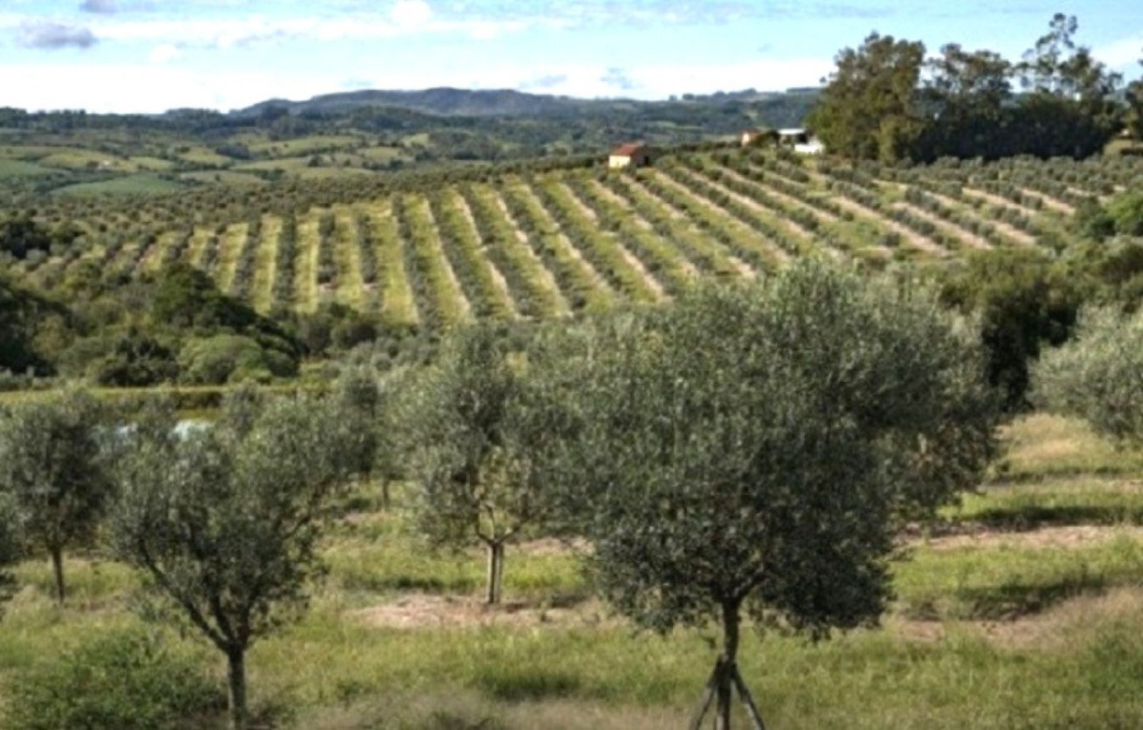 Produção de azeite de oliva cresce no Estado
