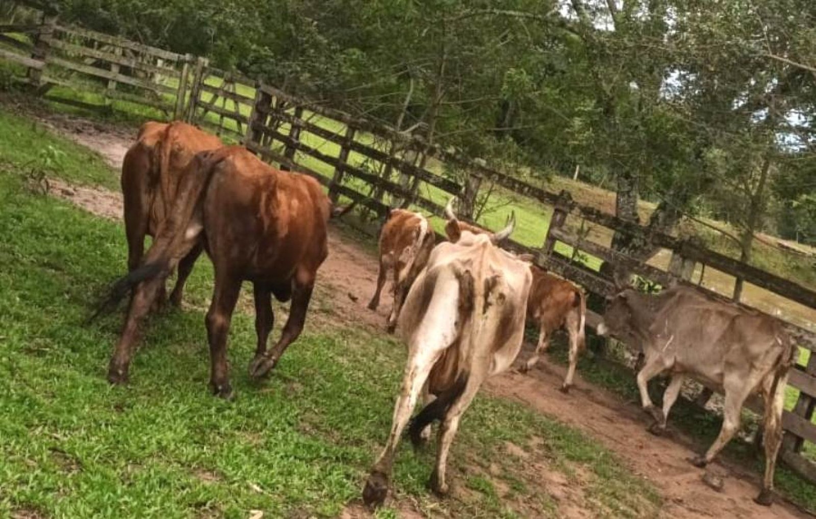 Animais soltos em via pública foram recolhidos pela prefeitura