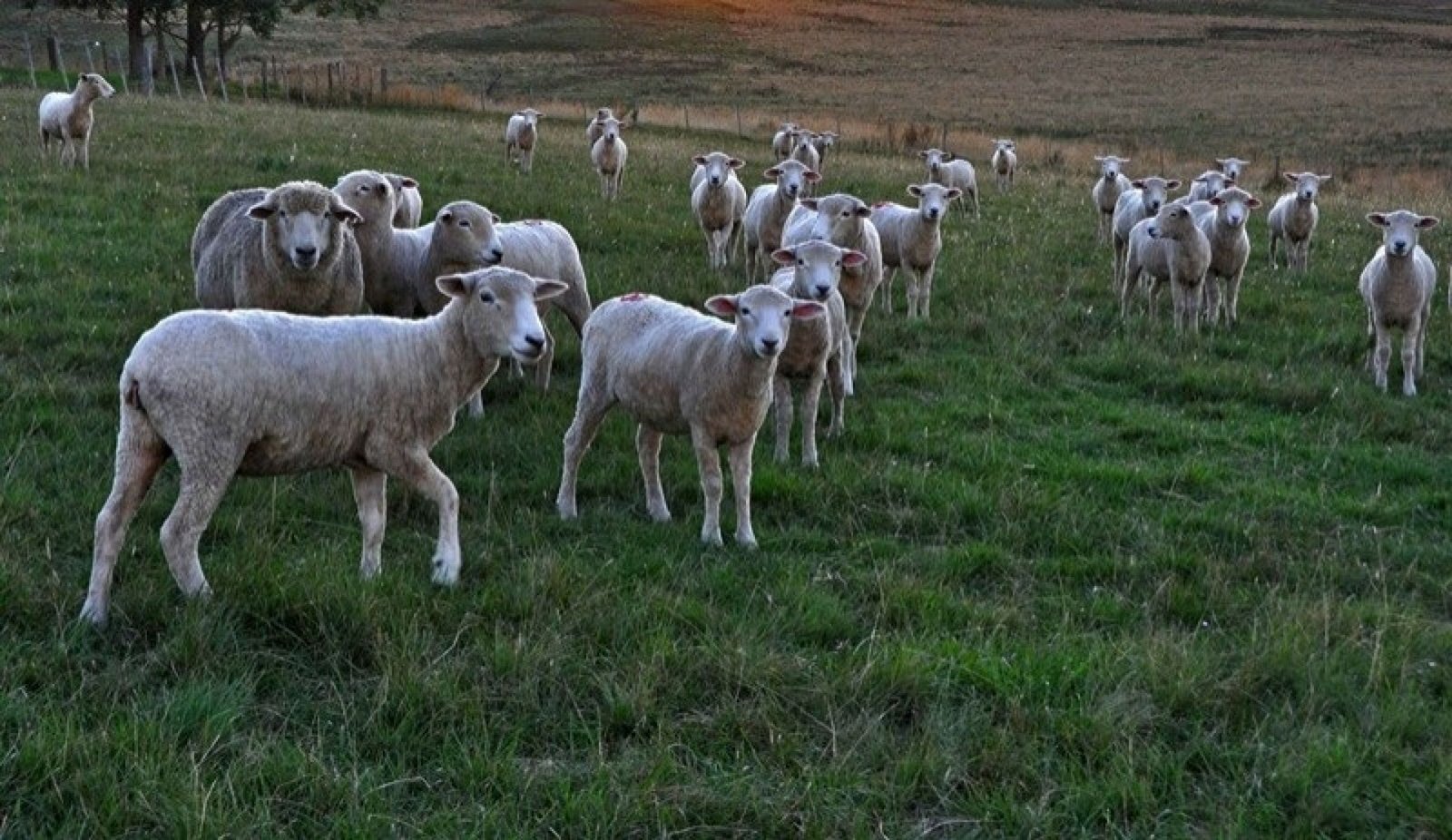 Agricultura e Desenvolvimento Rural lideram propostas aprovadas pela Consulta Popular