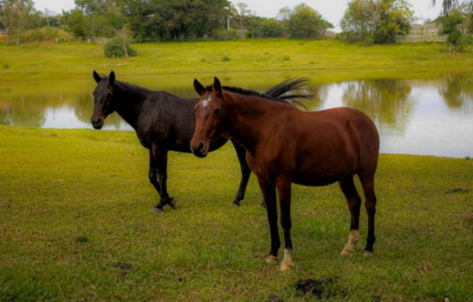 50 cavalos resgatados em Nova Santa Rita estão à disposição dos proprietários