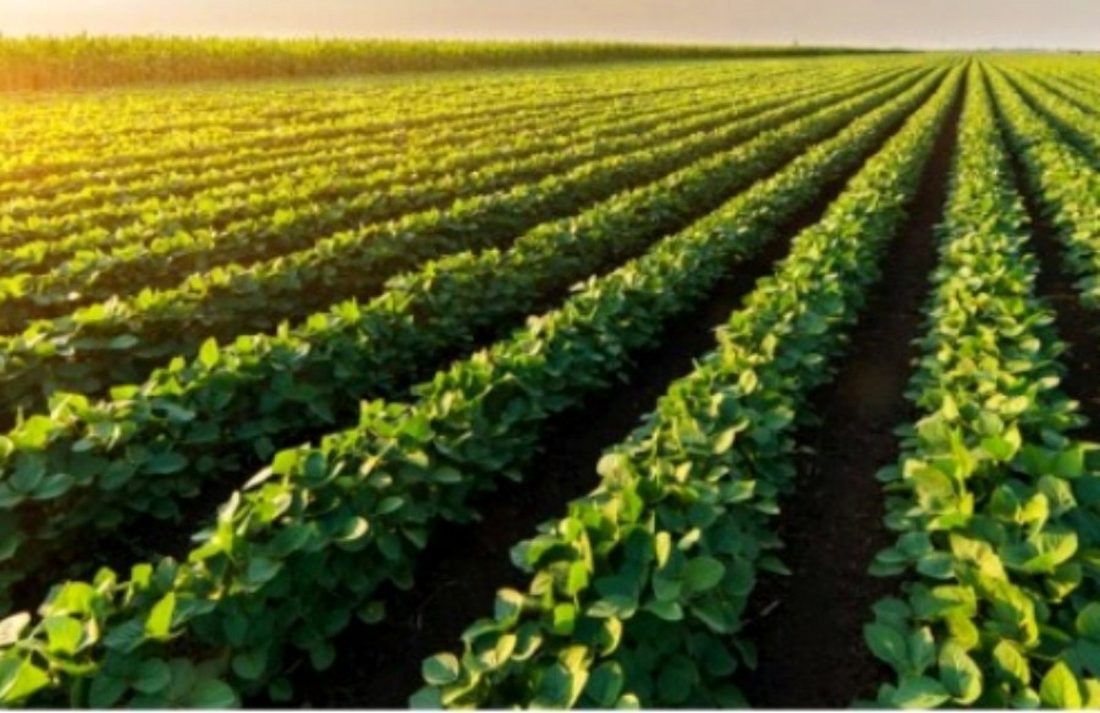 Exportações do agronegócio gaúcho registraram alta no segundo trimestre de 2021
