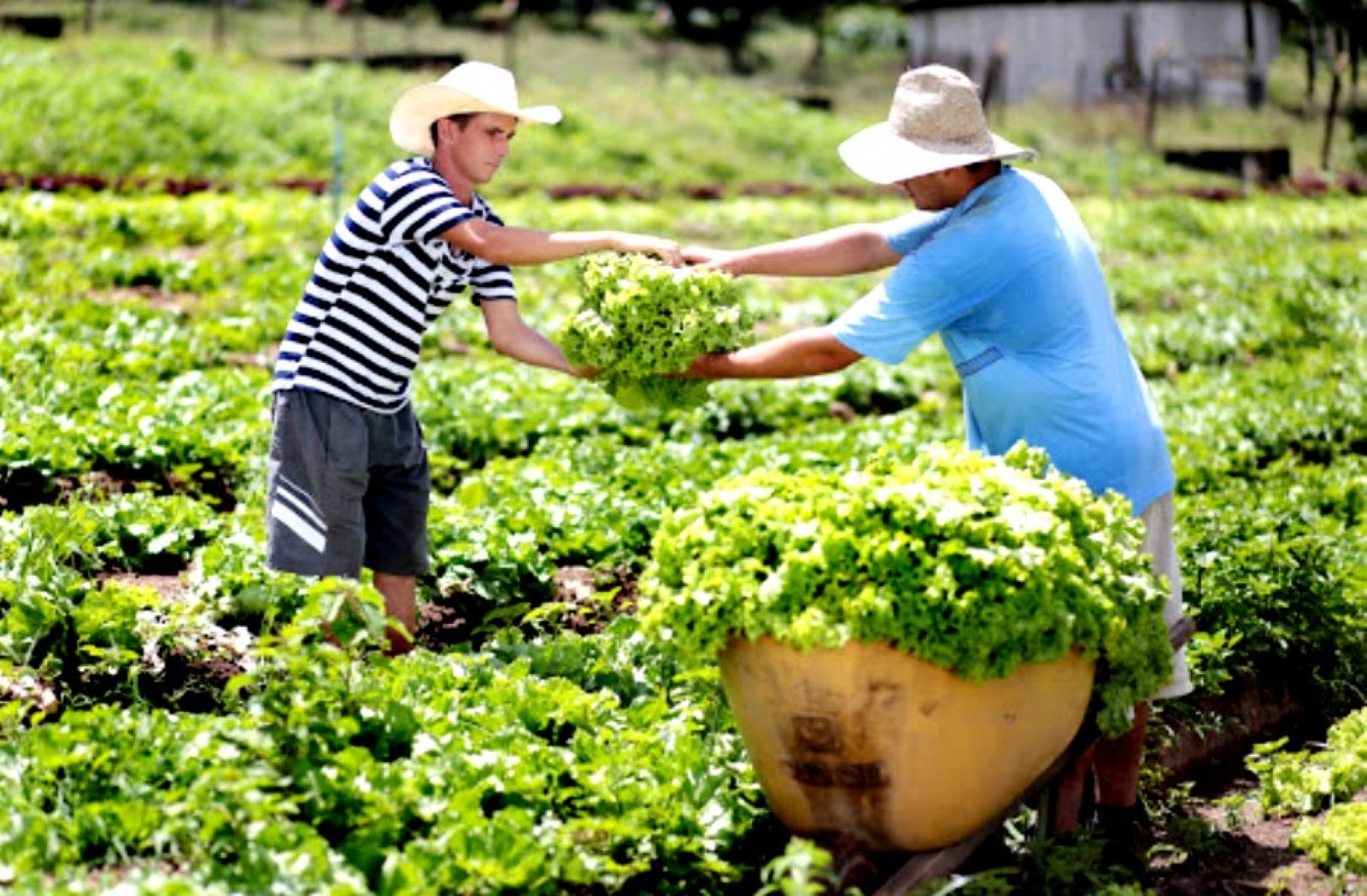 Agricultura Familiar de Canoas produz 260 toneladas de alimentos por mês