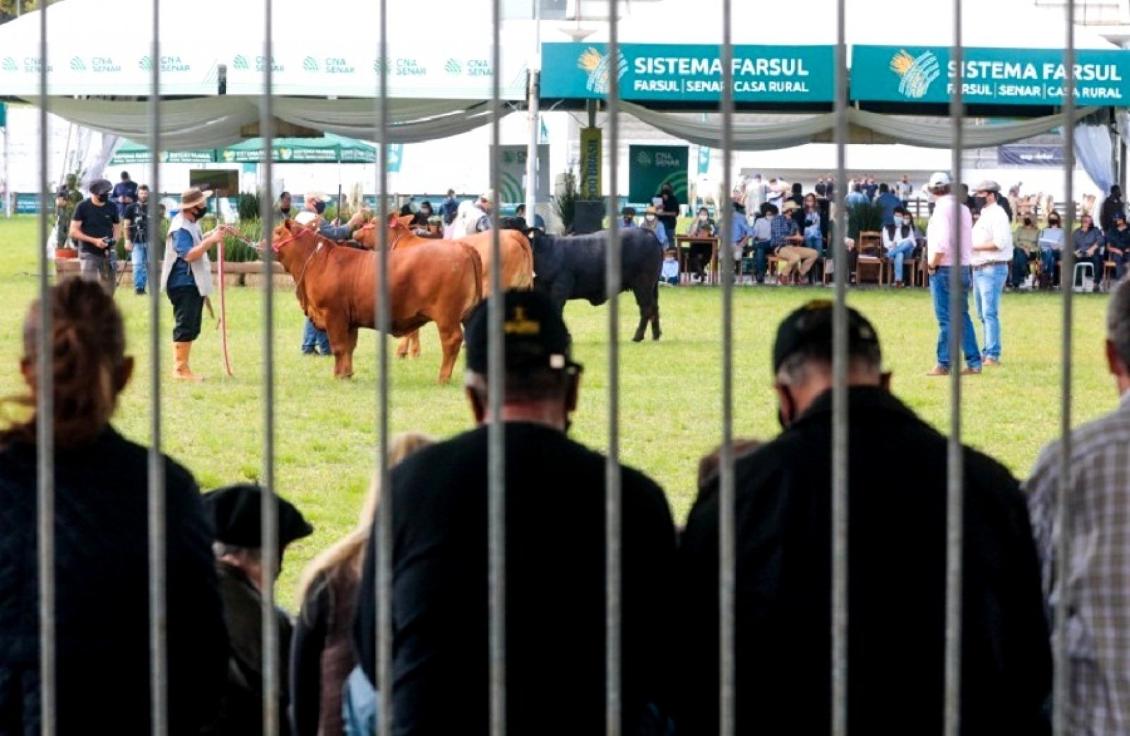 Primeiros Grandes Campeões de diferentes raças foram conhecidos na Expointer