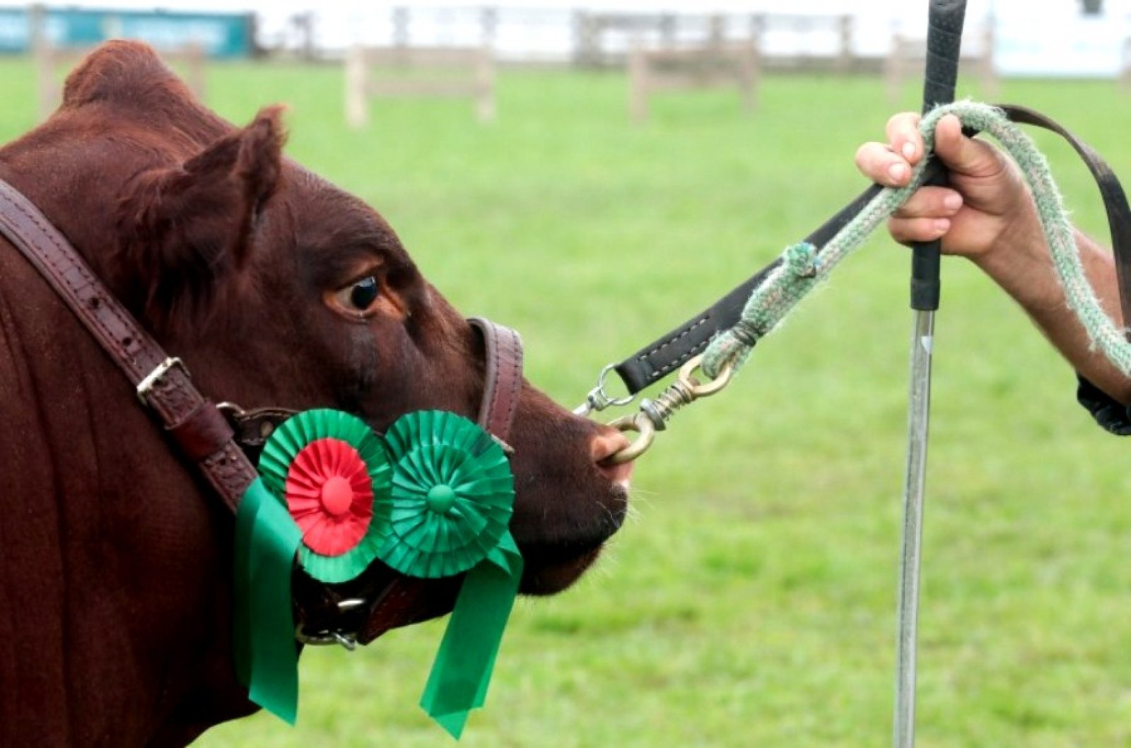 Grandes Campeões mostram o melhor da pecuária gaúcha na Expointer