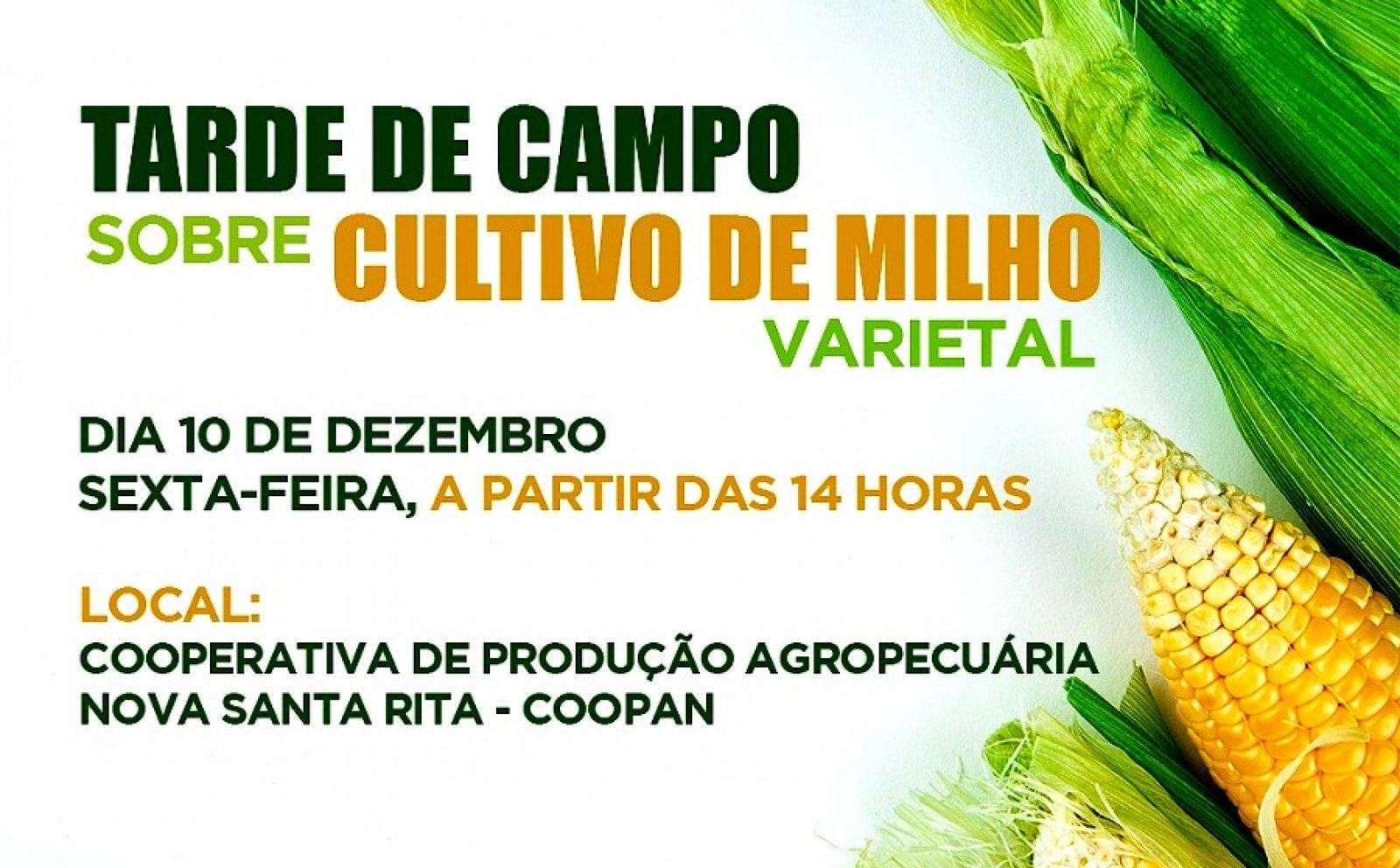 Tarde de campo sobre cultivo de milho varietal