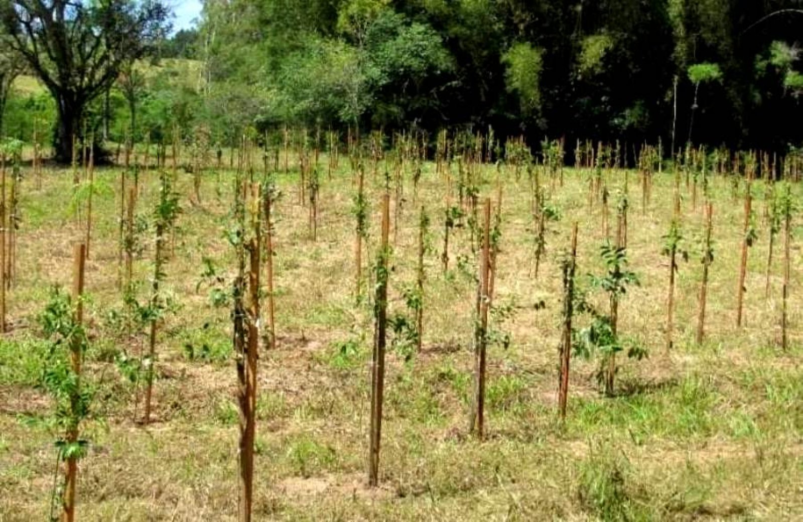 Prefeitura realiza plantio de milhares de árvores no município
